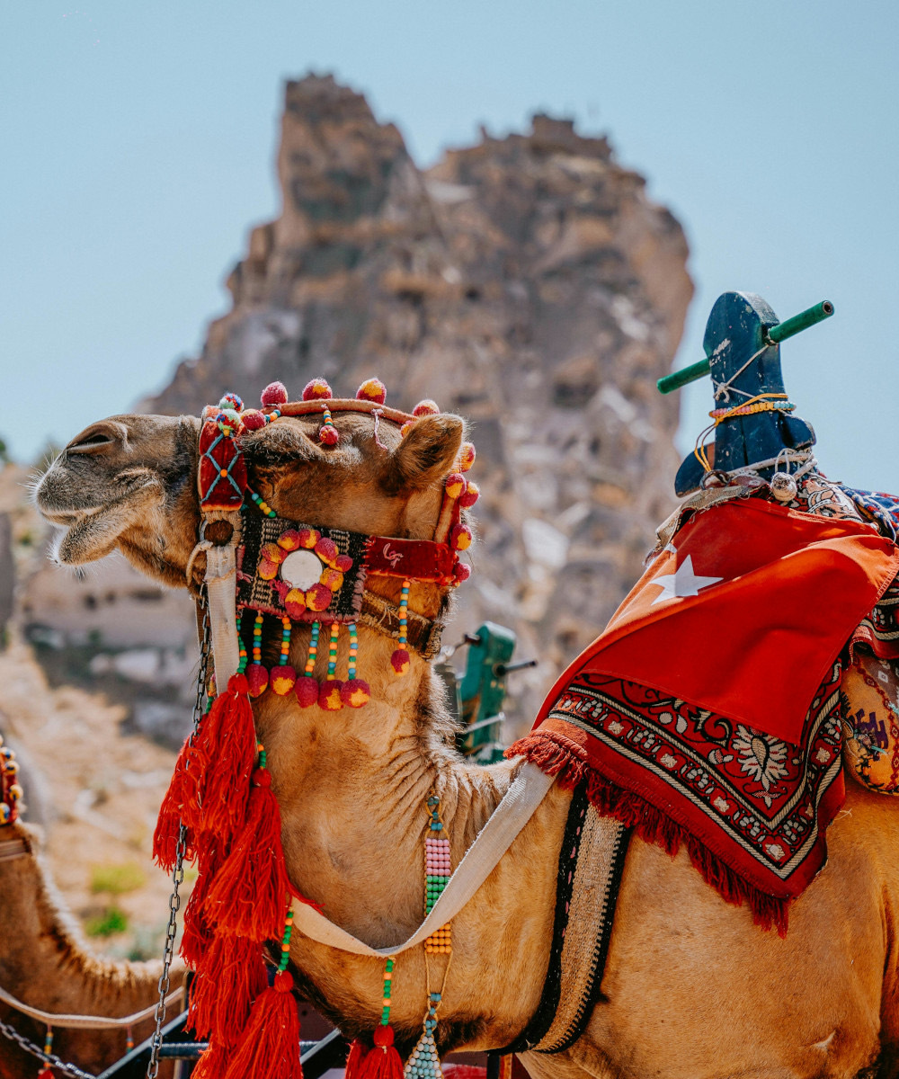 Camel Tour